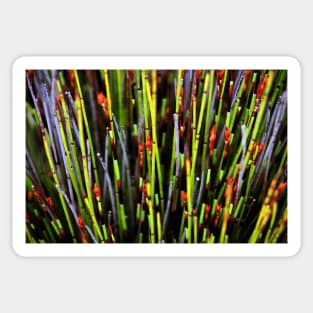 Plants of the Fynbos, Cape Reed Grass Sticker